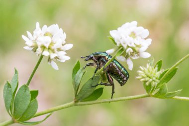 Bahçedeki güzel çiçekler ve böcekler
