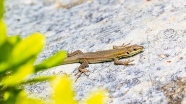 Arka planda güzel kertenkele, kapat