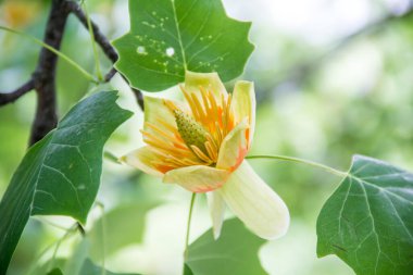 Arka planda sarı çiçek