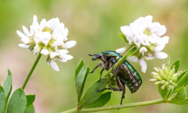 Bahçedeki güzel çiçekler ve böcekler
