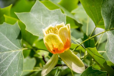 Arka planda sarı çiçek