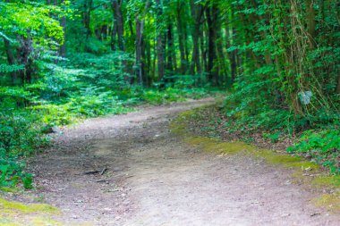 Yazın yeşil ormanda patika
