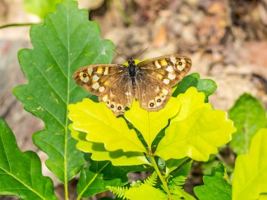 Güzel Renkli Kelebek Arkaplanda