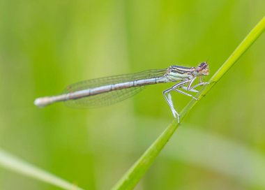 Doğanın arka planında yusufçuk