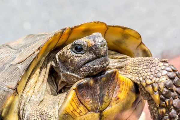 Sød Skildpadde Baggrund Nærbillede - Stock-foto