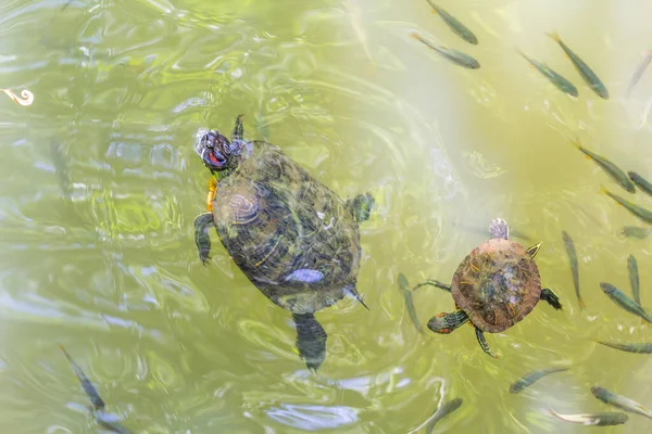 Skildpadde Vand Baggrund Nærbillede - Stock-foto