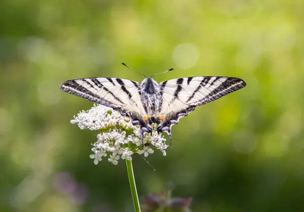 Beautiful Colorful Butterfly Background — Stock Photo, Image