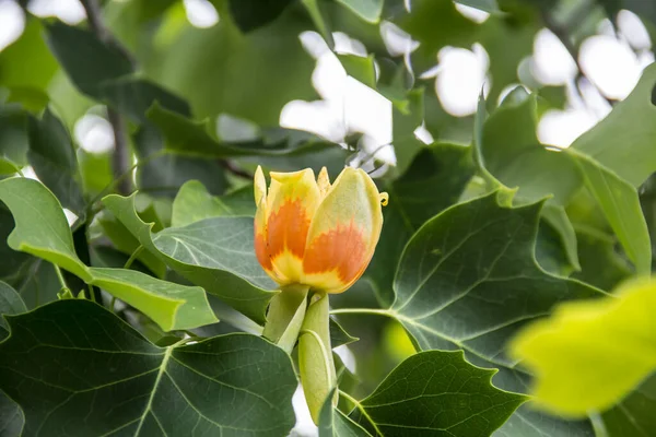 Fleur Jaune Dans Fond Jardin — Photo