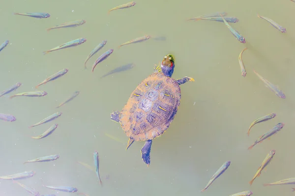 Skildpadde Vand Baggrund Nærbillede - Stock-foto