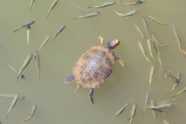 Schildkröte Wasser Hintergrund Nahaufnahme — Stockfoto