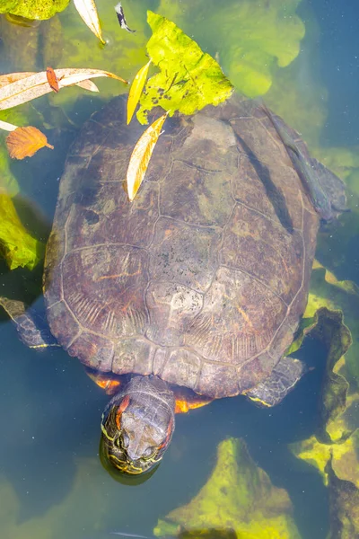 Skildpadde Vand Baggrund Nærbillede - Stock-foto