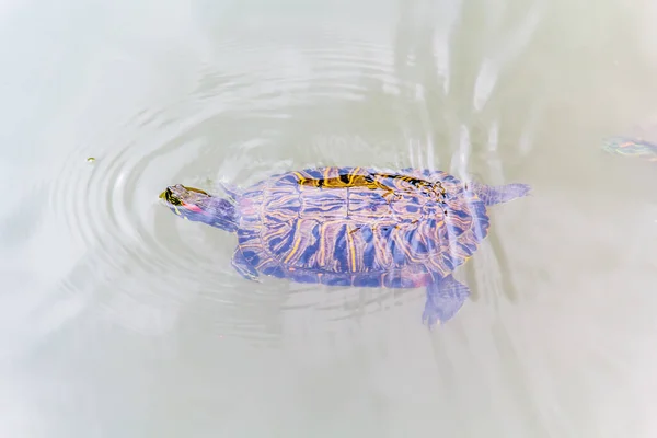 Skildpadde Vand Baggrund Nærbillede - Stock-foto