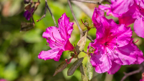 Flores Rosas Fondo Del Jardín — Foto de Stock