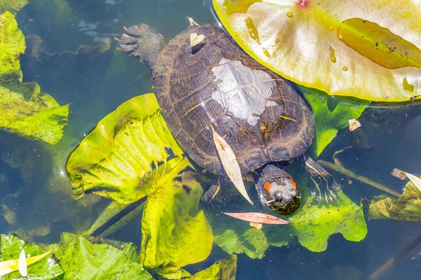 Skildpadde Vand Baggrund Nærbillede - Stock-foto