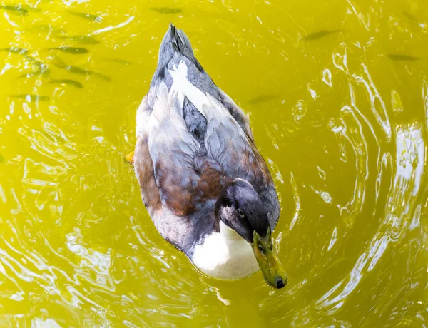 Bel Oiseau Dans Fond Eau — Photo