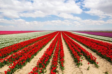 Renkli lale bahçeleri