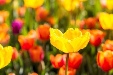 Arkadaki güzel lale, kapat.