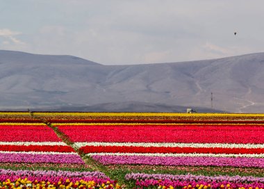 Renkli lale bahçeleri