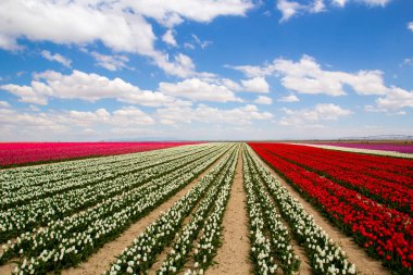 Renkli lale bahçeleri