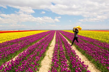 Renkli lale bahçeleri