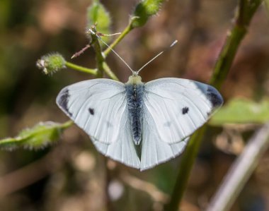 Arka planda güzel kelebek, kapat