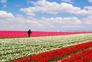 Renkli lale bahçeleri