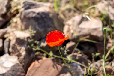 Arka planda güzel kırmızı haşhaş, kapat.