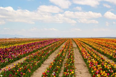 Renkli lale bahçeleri