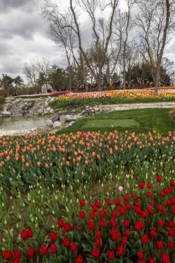 İstanbul 'un Sariyer ilçesinde yer alan tarihi kent parkı Emirgan Parkı' nda düzenlenen lale Festivali. Emirgan Parkı 'nın renkli lalelerini görüyor.