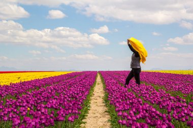 Renkli lale bahçeleri