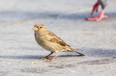 Arka planda serçe kuşu, kapat
