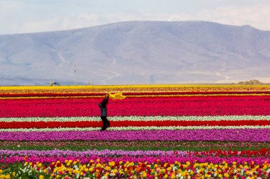 Renkli lale bahçeleri
