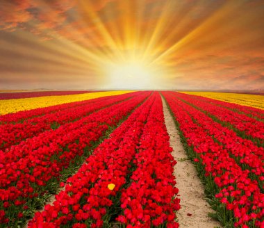 Renkli lale bahçeleri