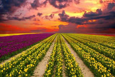 Renkli lale bahçeleri