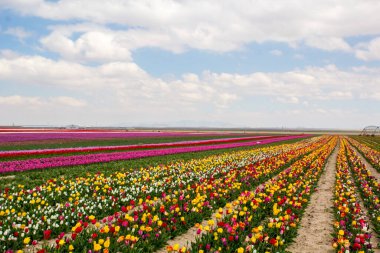 Renkli lale bahçeleri