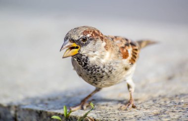 Arka planda serçe kuşu, kapat