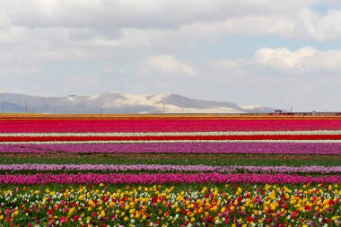 Renkli lale bahçeleri