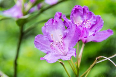 Arka planda güzel mor çiçekler, yakın plan.