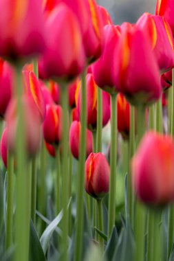 İstanbul 'un Sariyer ilçesinde yer alan tarihi kent parkı Emirgan Parkı' nda düzenlenen lale Festivali. Emirgan Parkı 'nın renkli lalelerini görüyor.