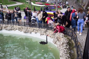 TURKEY İSTANBUL; 9 Nisan 2017 Emirgan Parkı ve laleleri