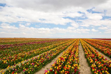 Renkli lale bahçeleri