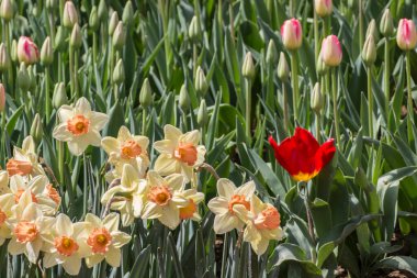 İstanbul 'un Sariyer ilçesinde yer alan tarihi kent parkı Emirgan Parkı' nda düzenlenen lale Festivali. Emirgan Parkı 'nın renkli lalelerini görüyor.