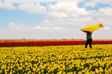 Renkli lale bahçeleri