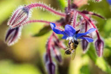 arka plan, üzerine güzel çiçekler yakın çekim