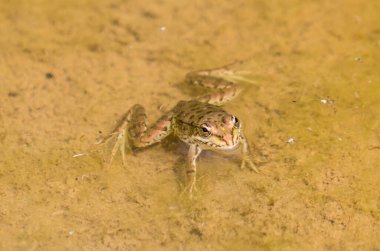 Arka planda kurbağa var, kapatın.
