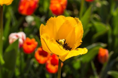 Arkadaki güzel lale, kapat.