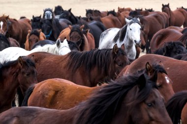 Atlar Sürü Koş Kayseri (Yilki Atlari) Yilki Atlari