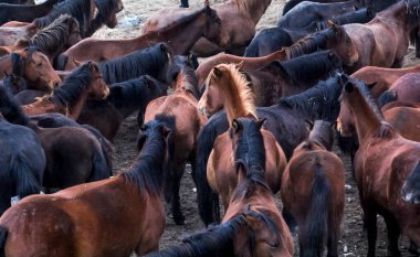 Atlar Sürü Koş Kayseri (Yilki Atlari) Yilki Atlari