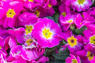 Arka planda güzel mor çiçekler, yakın plan.