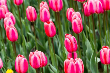 İstanbul 'un Sariyer ilçesinde yer alan tarihi kent parkı Emirgan Parkı' nda düzenlenen lale Festivali. Emirgan Parkı 'nın renkli lalelerini görüyor.